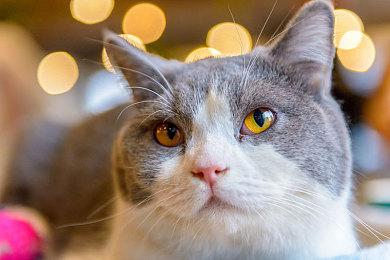 杭州亚运会总赛程3.0版发布：电子竞技9月26日开赛